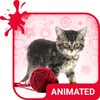 Pretty Cat Wallpaper icon