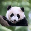 The Panda icon