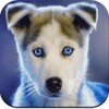 Dog Wallpaper 4K icon