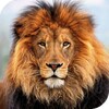 Lion HD Live Wallpaper icon