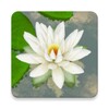 3D Lotus Free icon