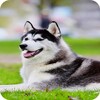Husky Dog Wallpaper icon