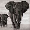 Elephant HD Wallpapers icon