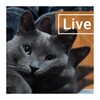 Cute Lazy Cat Live Wallpaper icon