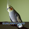 Guacamayos HD icon