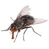 Insect Sounds icon