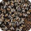 Bees 3D icon