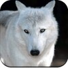 Wolf Wallpaper 4K icon