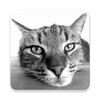 Icona di Cat Breeds Quiz