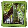 Bamboo Forest Live Wallpaper icon