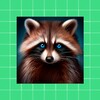 أيقونة Raccoon Wallpapers