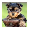Cute dog, puppy icon