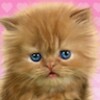 Baby Cat icon