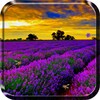 Icona di Lavender Live Wallpaper