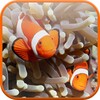 Clownfish Aquarium Wallpaper icon