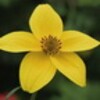 Yellow flower on green icon