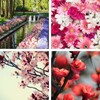 Spring Wallpaper: HD images, Free Pics download icon