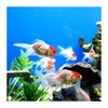 Biểu tượng Aquarium HD