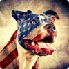 Икона Pitbull Wallpaper