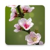 Blooming Trees Live Wallpaper icon