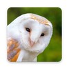 Cute Owl Wallpaper icon