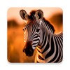 Icono de Zebra Wallpapers