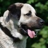 Икона Kangal Dog Wallpaper