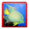 Aquarium and Fishes icon