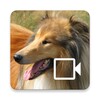 Icono de Dog Sounds