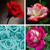 Rose Wallpaper: HD images, Free Pics download icon