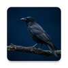 Icono de Crow Sounds