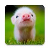 Icono de Mini Pig Wallpapers