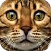 Cat Sounds‏ icon