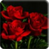 3D Rose Live Wallpaper icon