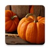 Icono de Pumpkin Wallpapers