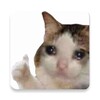 ไอคอน Cats Memes