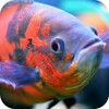 Aquarium Live Wallpaper icon