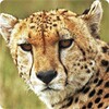 Cheetah fonds decran animés icon