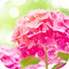 Pink Hydrangea icon