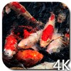 Koi 4K Video Live Wallpaper icon