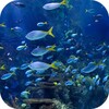 Aquarium 4K Video Wallpaper simgesi