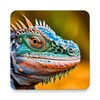 Iguana Wallpaper icon