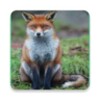 Mammals Of Britain icon