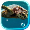Tortoises Sea live wallpaper icon