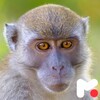 Monkey Wallpapers icon