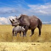 The Rhinoceros 아이콘