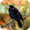 Crow Sounds icon