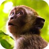 Monkey Sounds icon