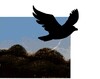 To Kill a Mocking bird full novel icon