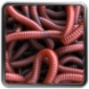 Can of Worms icon